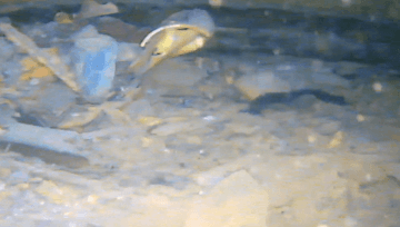 Kamerový záznam dna studny.