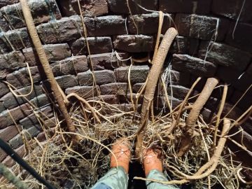 Velké množství kořenů ve studni.