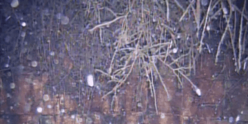 Kořeny prorůstající do studny.